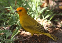 IMG_4444a saffron finch